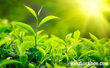 Tản mạn về chữ Nhẫn